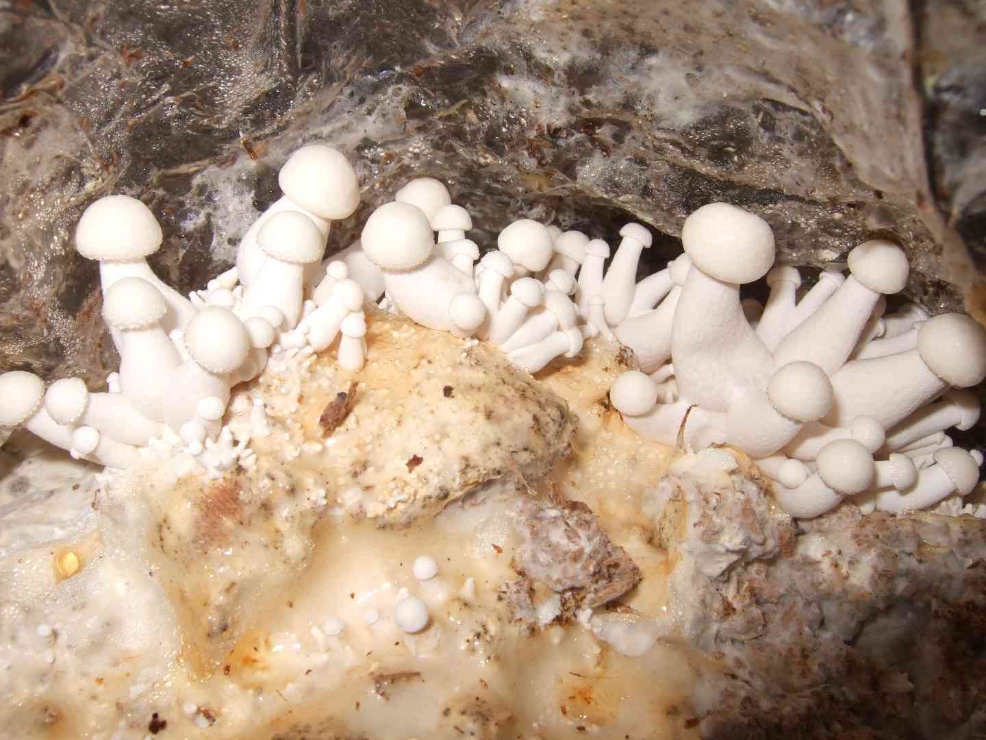 White beech mushroom (Hypsizygus marmoreus) thumbnail 2