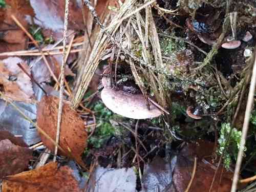 Rhodofomes roseus (Rhodofomes roseus) thumbnail 3