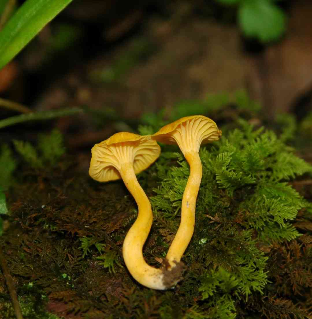 Small chanterelle (Cantharellus minor) thumbnail 2