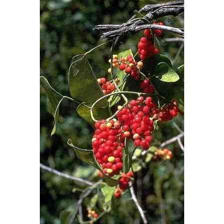 Carolina coralbead