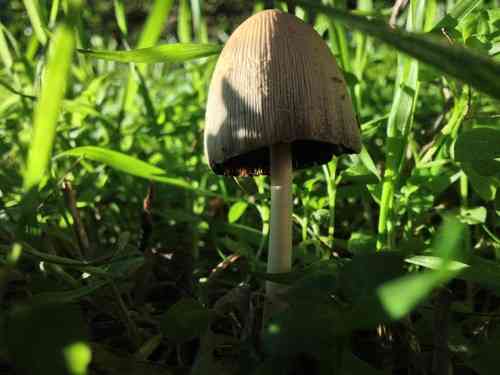 Mica cap (Coprinellus micaceus) thumbnail 2