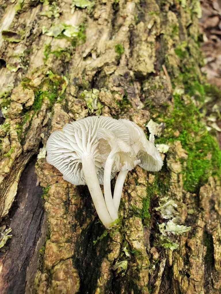 Clitocybula lacerata (Clitocybula lacerata) thumbnail 2