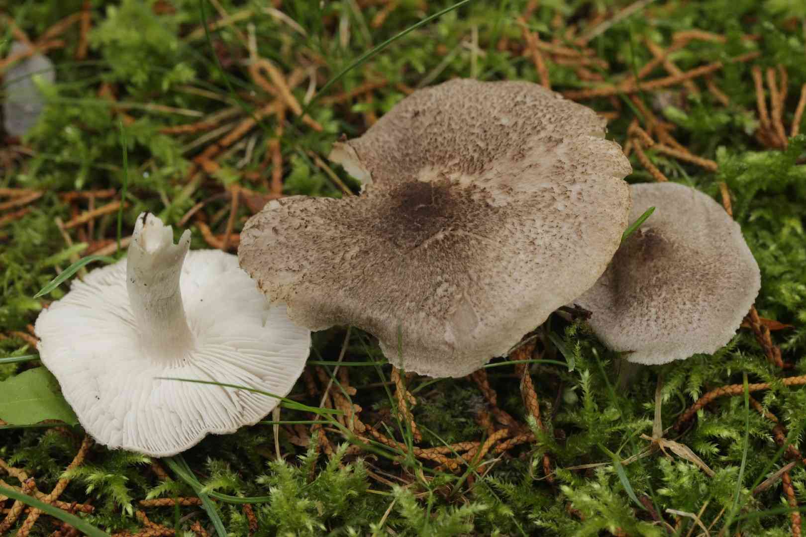 Yellowing knight (Tricholoma scalpturatum) thumbnail 1