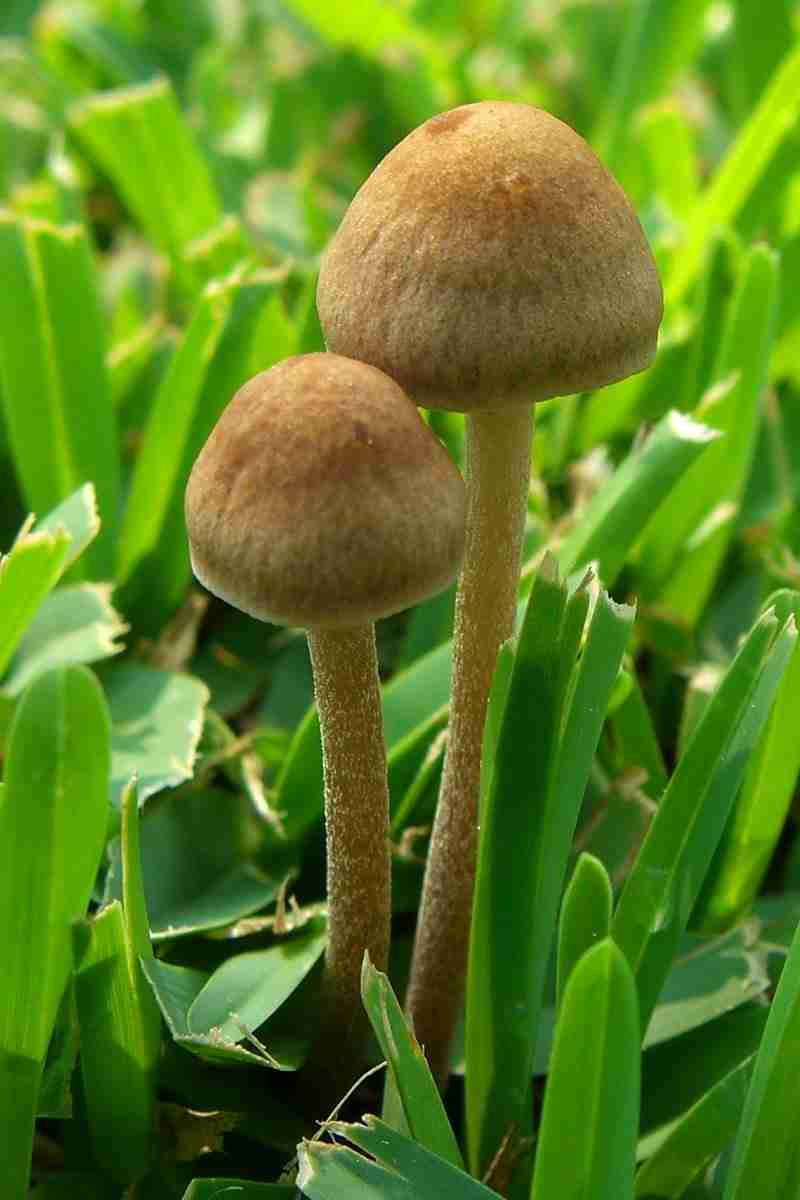 Mower's mushroom (Panaeolina foenisecii)