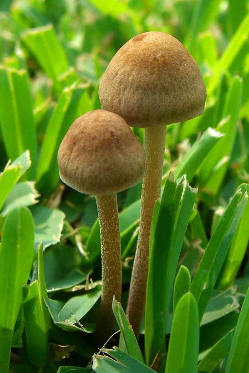 Mower's mushroom