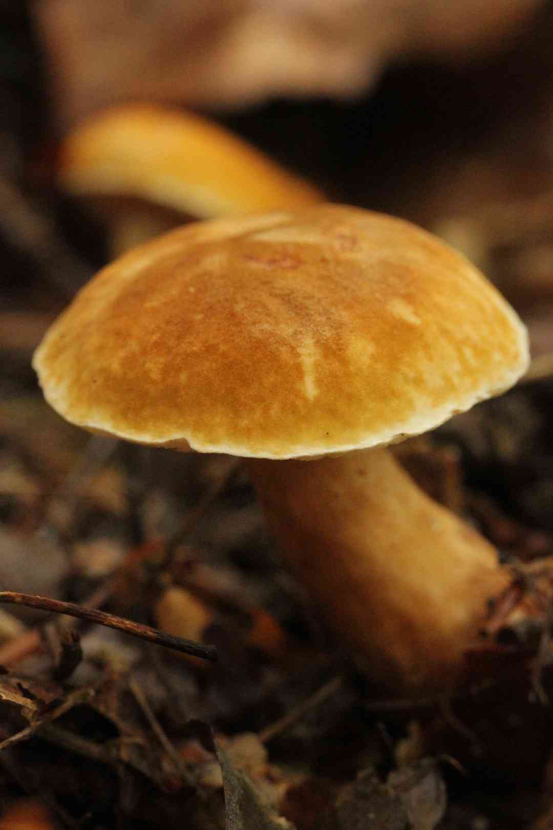 Chestnut bolete (Gyroporus castaneus) thumbnail 3