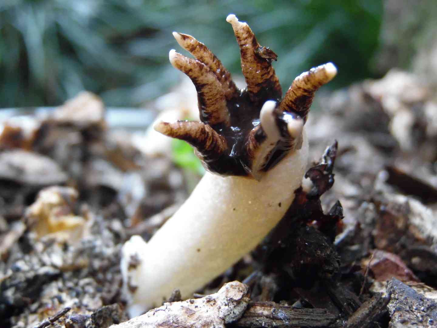 Lizard's-claw stinkhorn