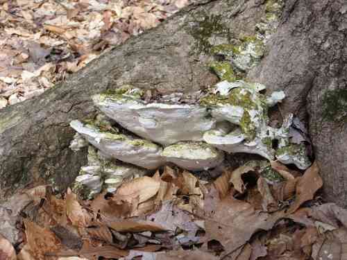 Mossy maple polypore (Oxyporus populinus) thumbnail 3