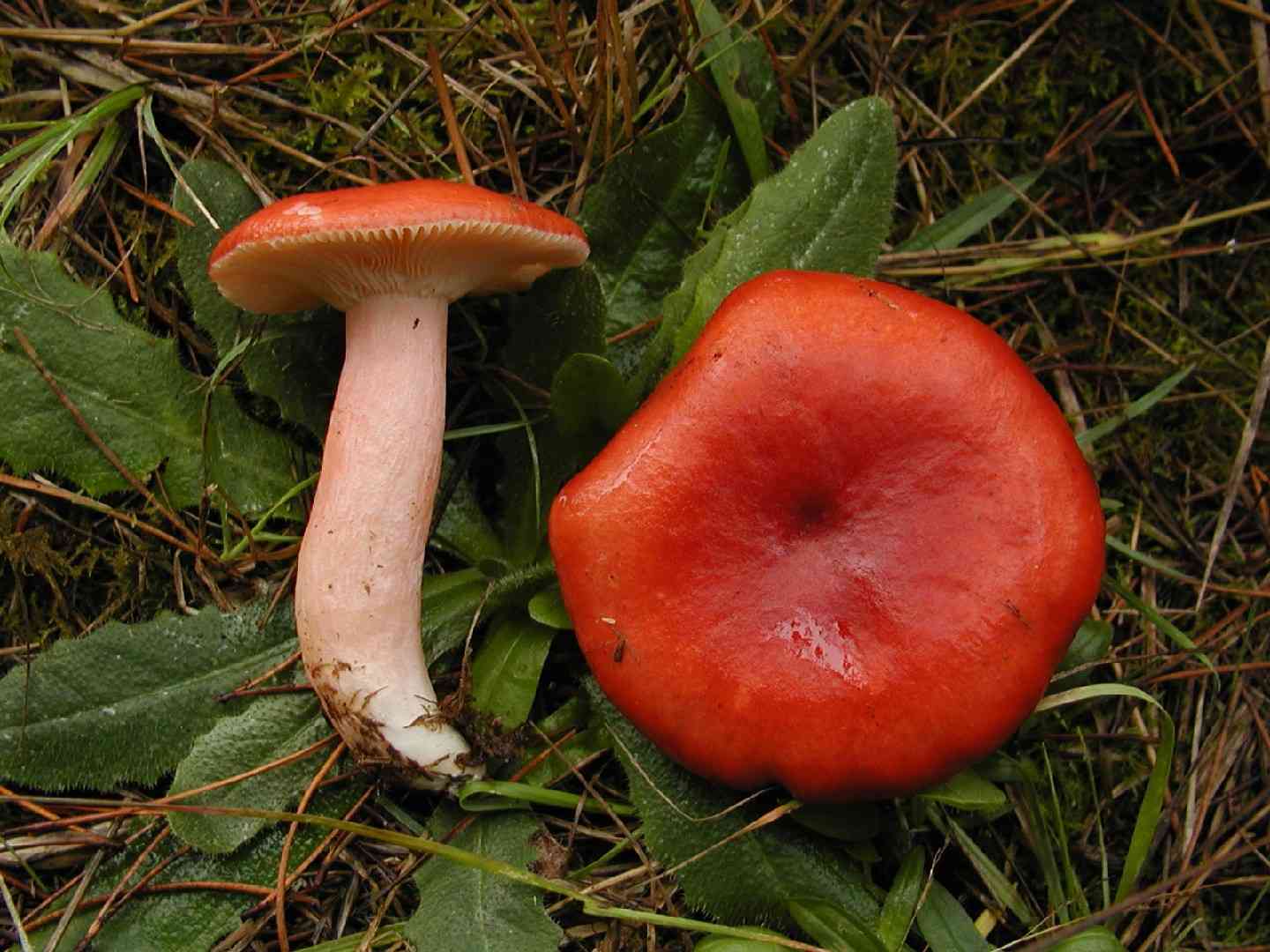 Rosy russula (Russula sanguinea) thumbnail 2