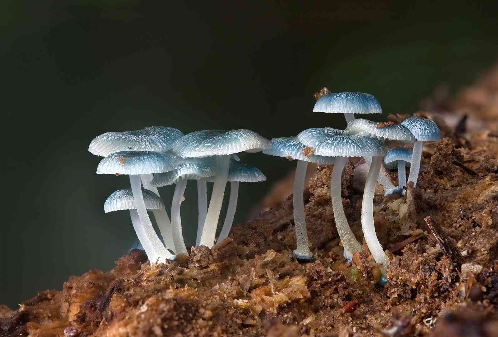 Pixie's parasol (Mycena interrupta) thumbnail 1
