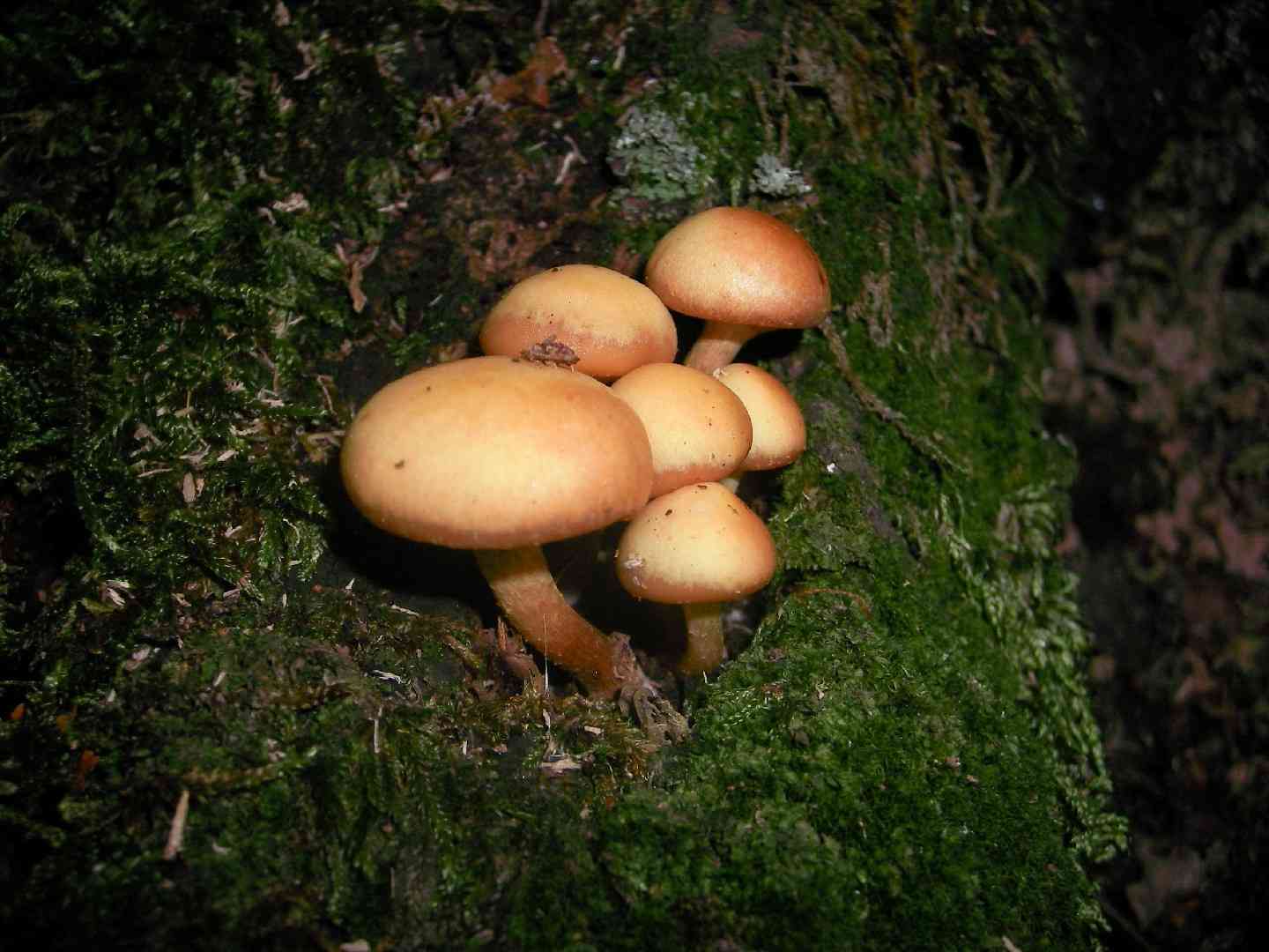 Sheathed woodtuft (Kuehneromyces mutabilis) thumbnail 2