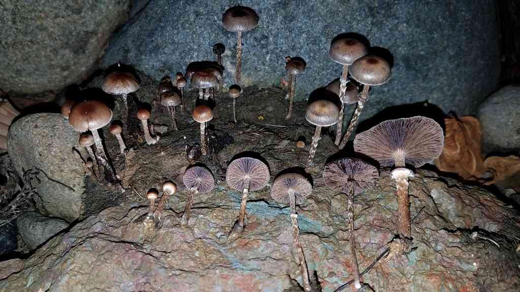 Deconica merdaria (Deconica merdaria) thumbnail 1
