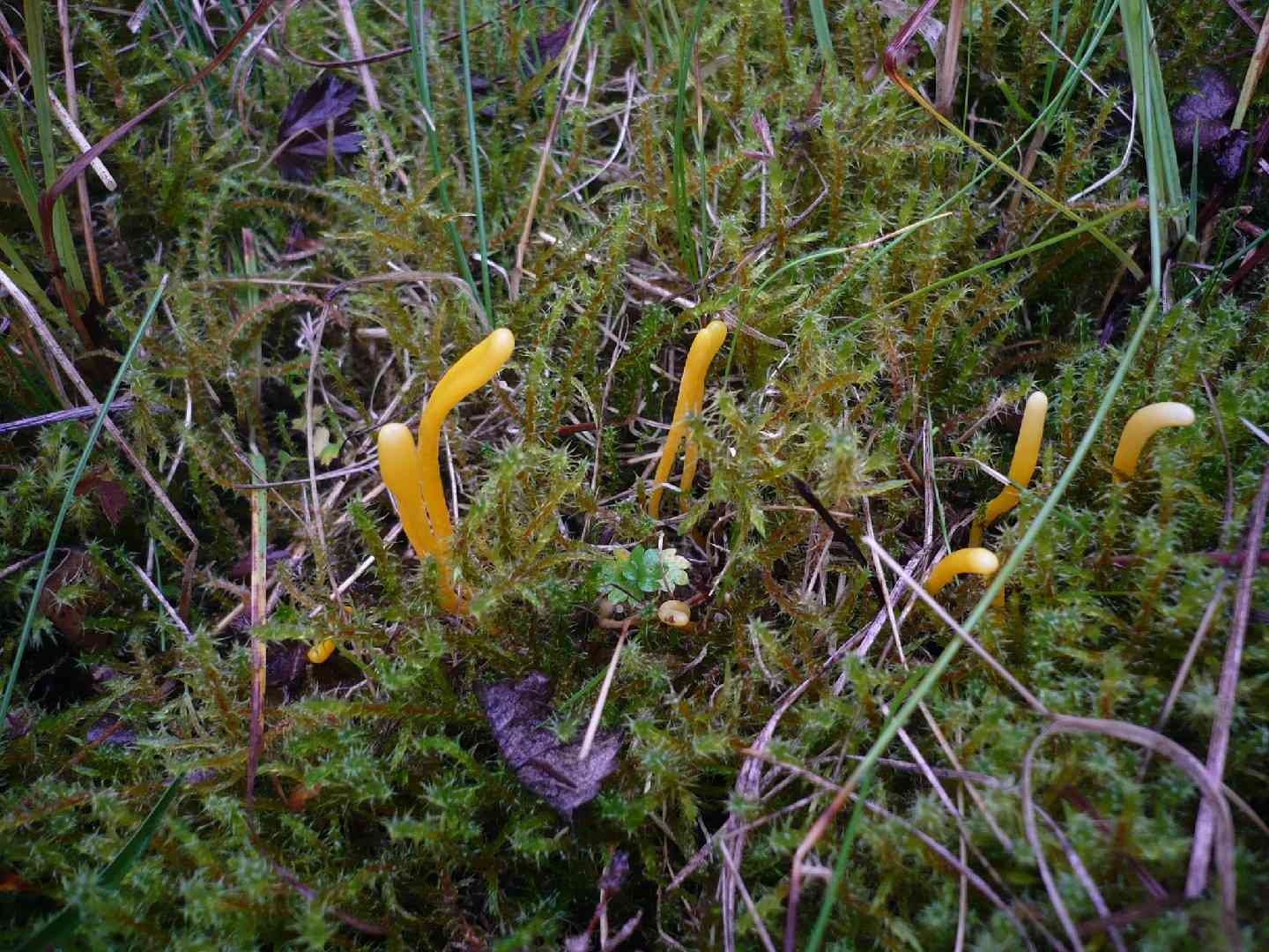 Yellow club (Clavulinopsis helvola) thumbnail 2
