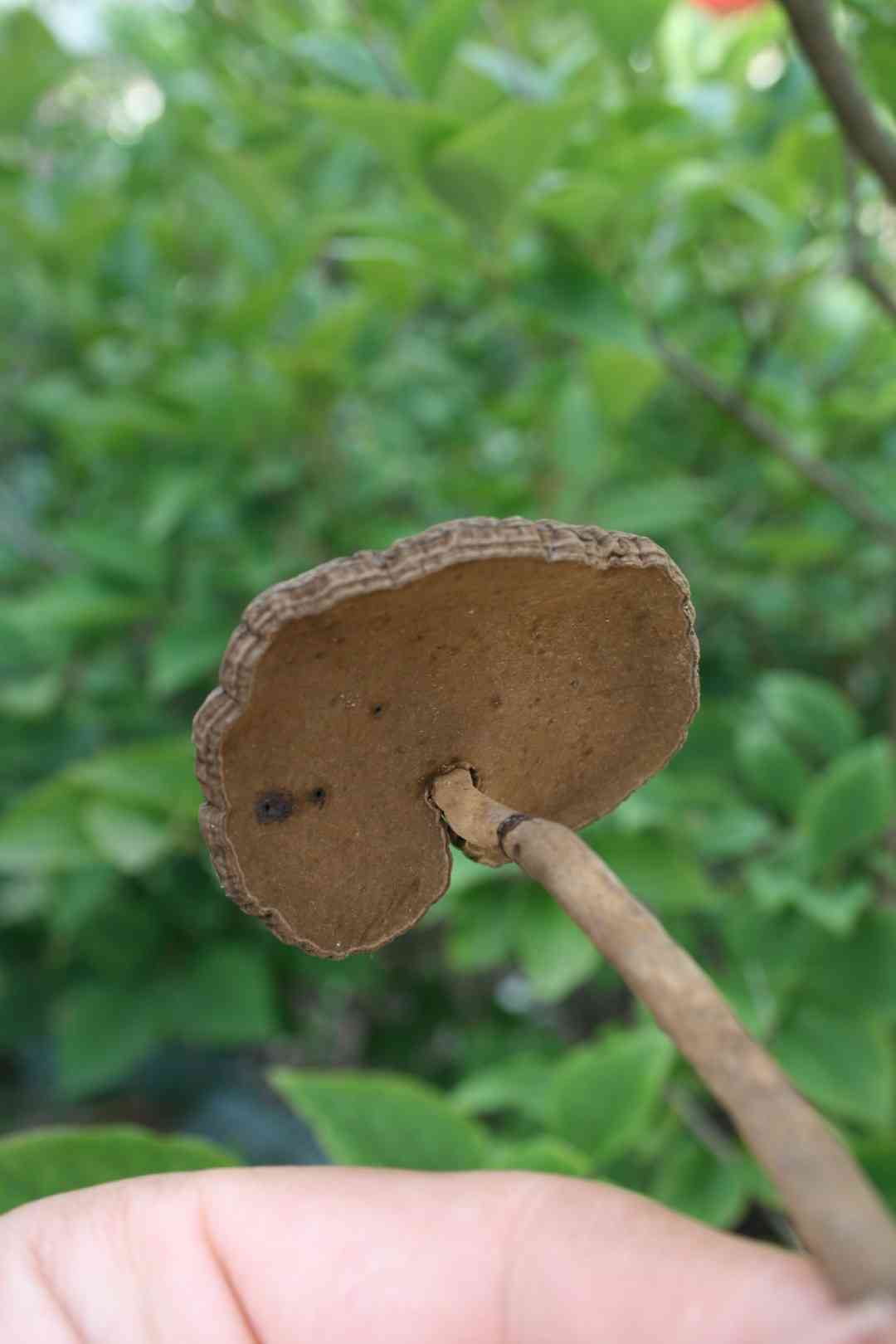 Amauroderma rugosum (Amauroderma rugosum) thumbnail 1