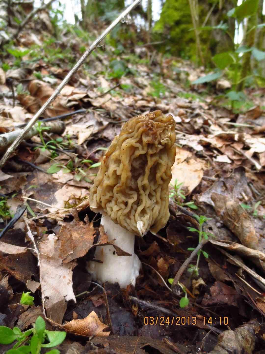 Early morel (Verpa bohemica) thumbnail 2