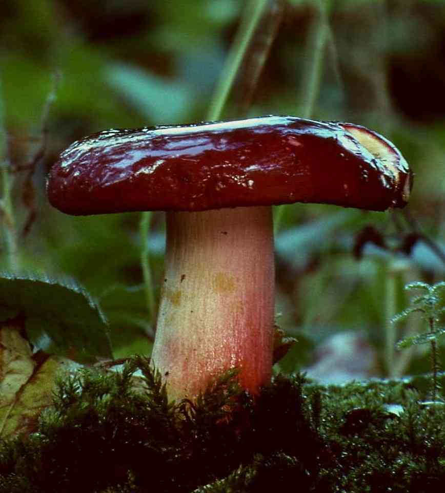 Crab brittlegill (Russula xerampelina) thumbnail 2