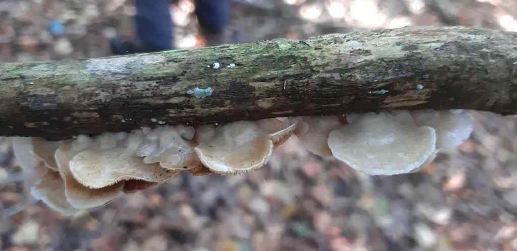 Grounded oysterling (Crepidotus autochthonus) thumbnail 1