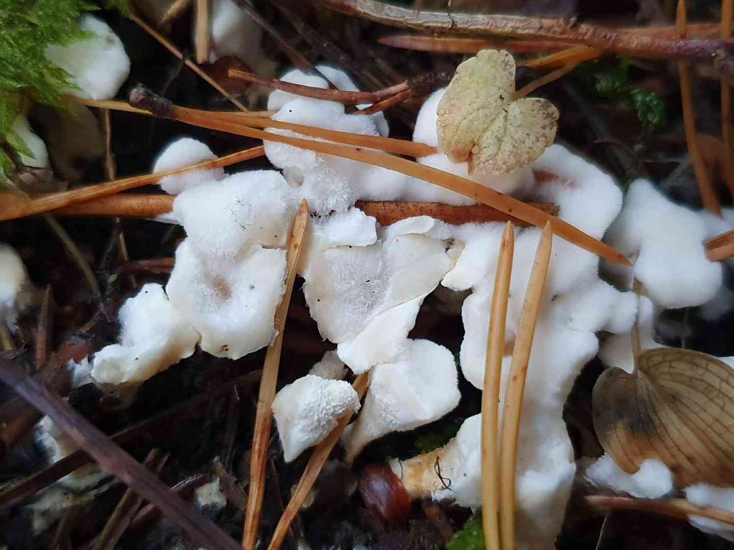 Aromatic earthfan (Sistotrema confluens) thumbnail 3