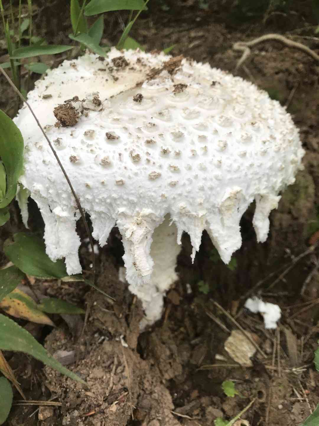 Amanita cinereopannosa (Amanita cinereopannosa) thumbnail 2