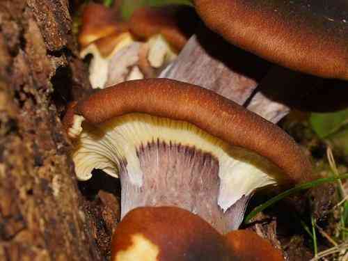 Ghost fungus (Omphalotus nidiformis) thumbnail 3