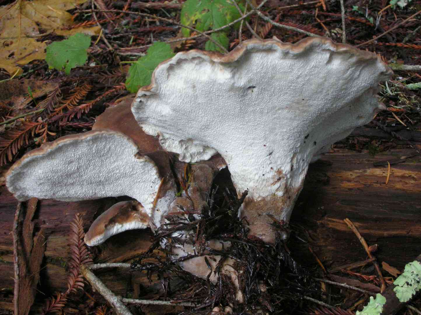 Bitter iodine polypore (Jahnoporus hirtus) thumbnail 1