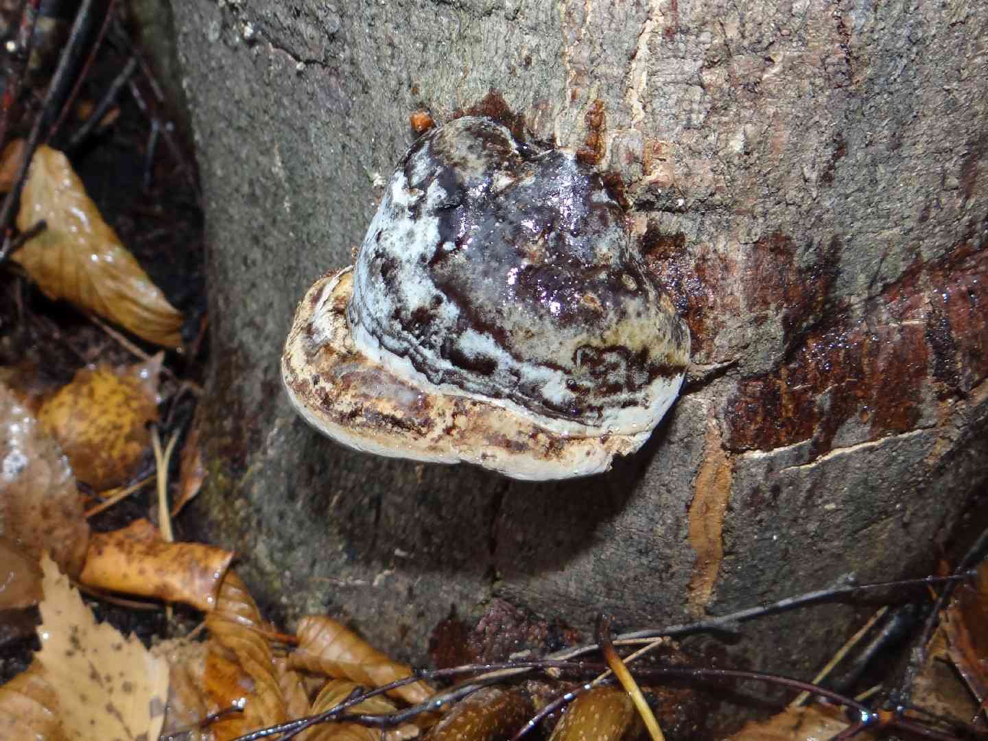 Perenniporia fraxinea (Perenniporia fraxinea) thumbnail 3