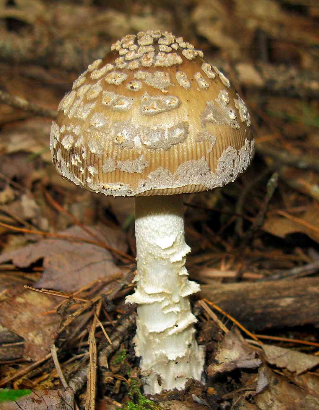 Snakeskin grisette (Amanita ceciliae) thumbnail 1