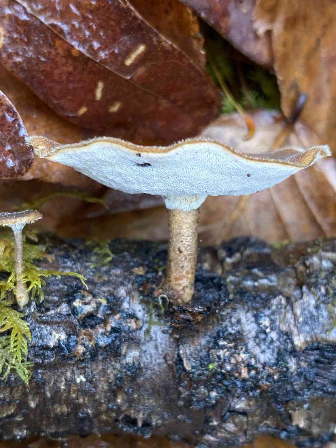 Spring polypore (Lentinus arcularius) thumbnail 3