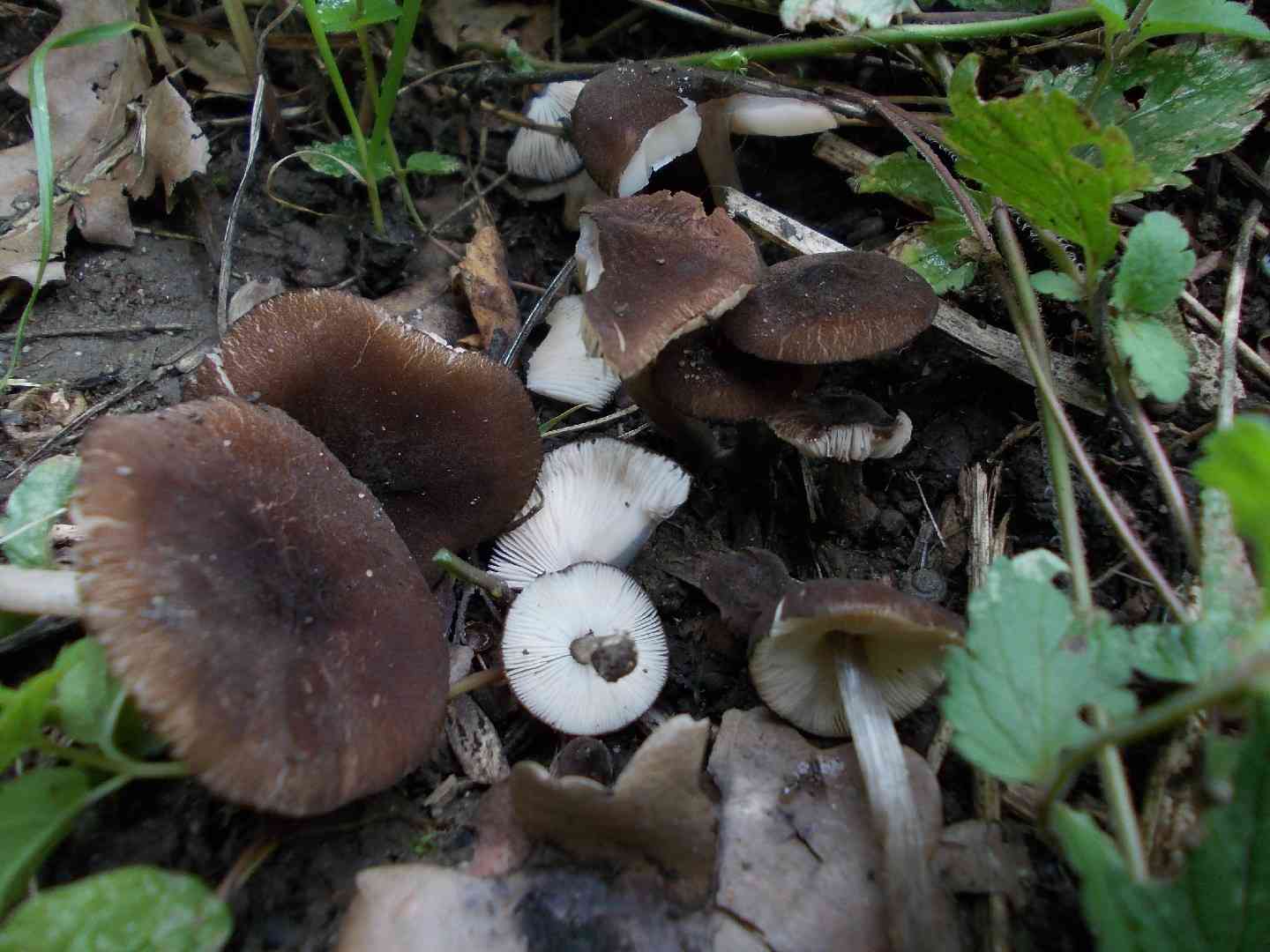 Pluteus podospileus (Pluteus podospileus) thumbnail 3