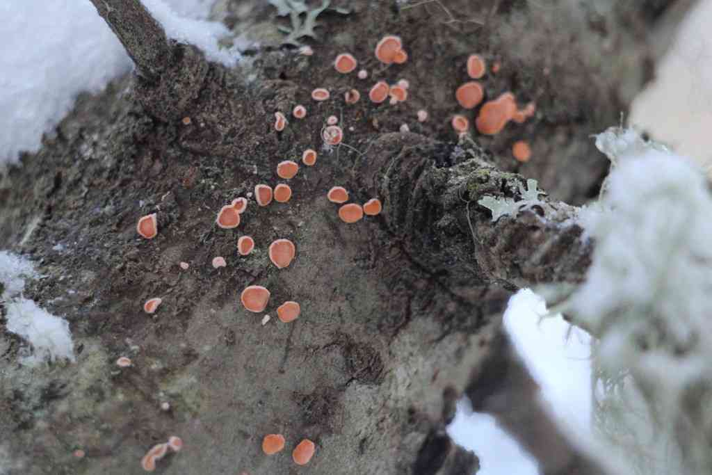Orange disco (Aleurodiscus amorphus) thumbnail 2