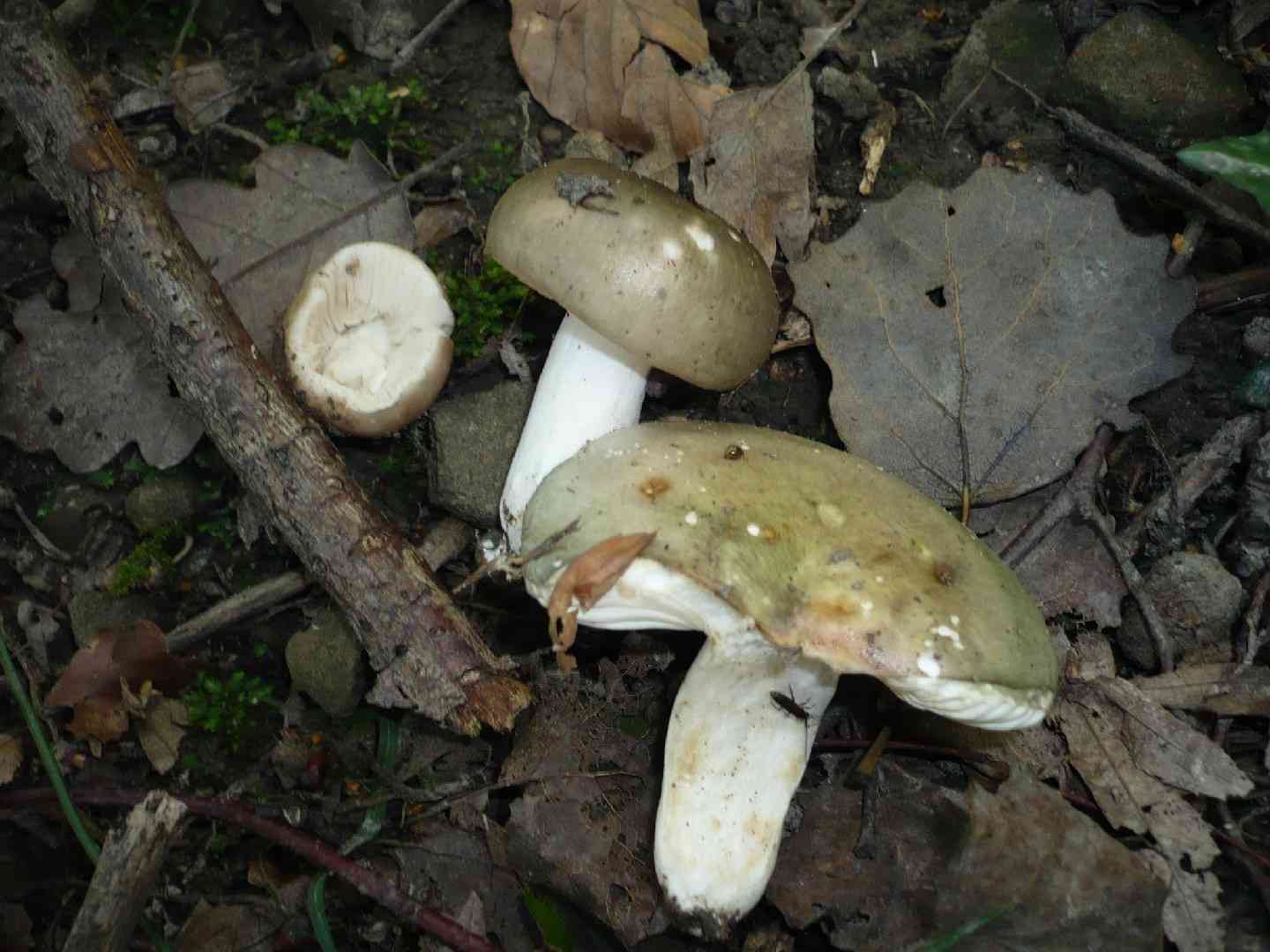 Russula medullata (Russula medullata) thumbnail 2