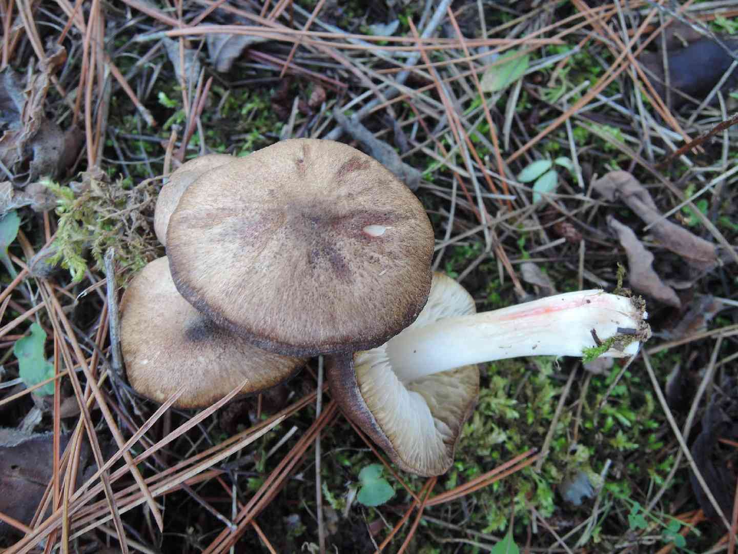 Blushing tricholoma (Tricholoma orirubens) thumbnail 1