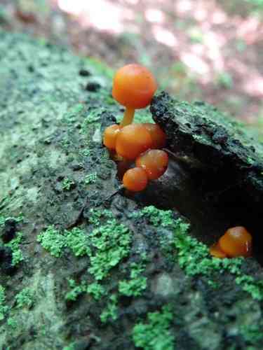 Orange mycena (Mycena leaiana) thumbnail 3