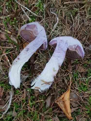 Silky webcap (Cortinarius evernius) thumbnail 3