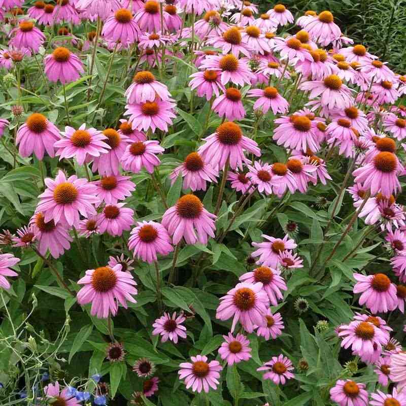 Purple coneflower