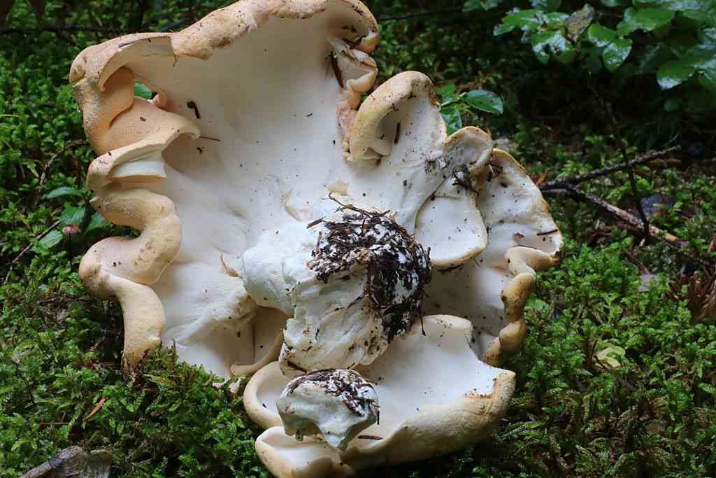 Fused polypore (Albatrellus confluens) thumbnail 3