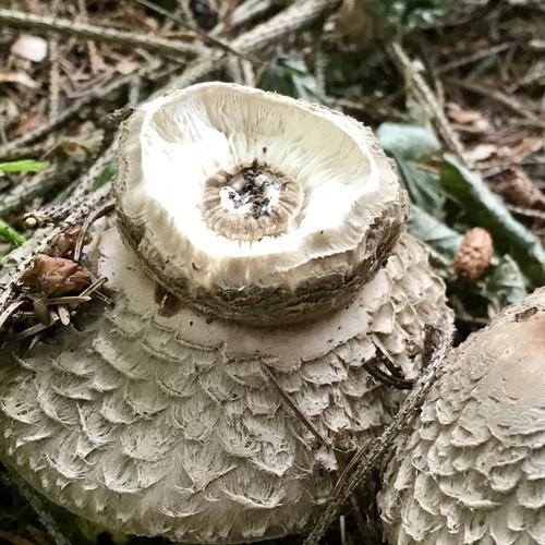 Olive shaggy parasol thumbnail 2