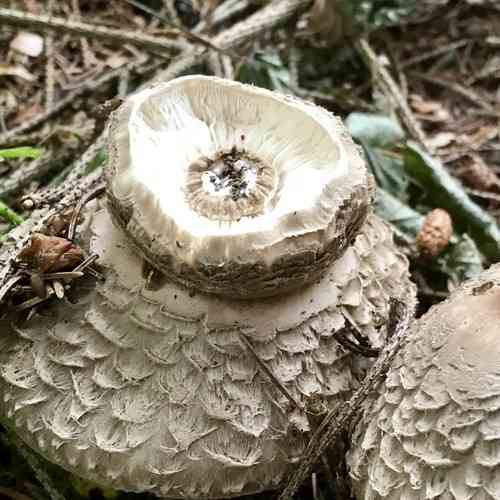 Olive shaggy parasol (Chlorophyllum olivieri) thumbnail 2