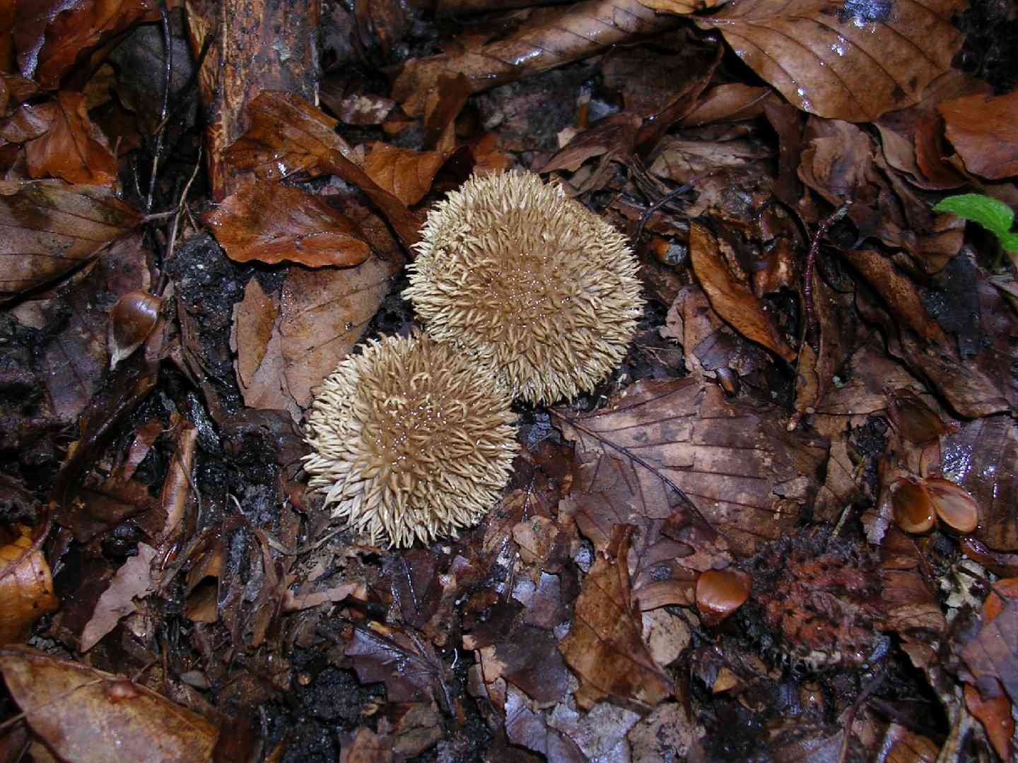 Spiny puffball (Lycoperdon echinatum) thumbnail 2