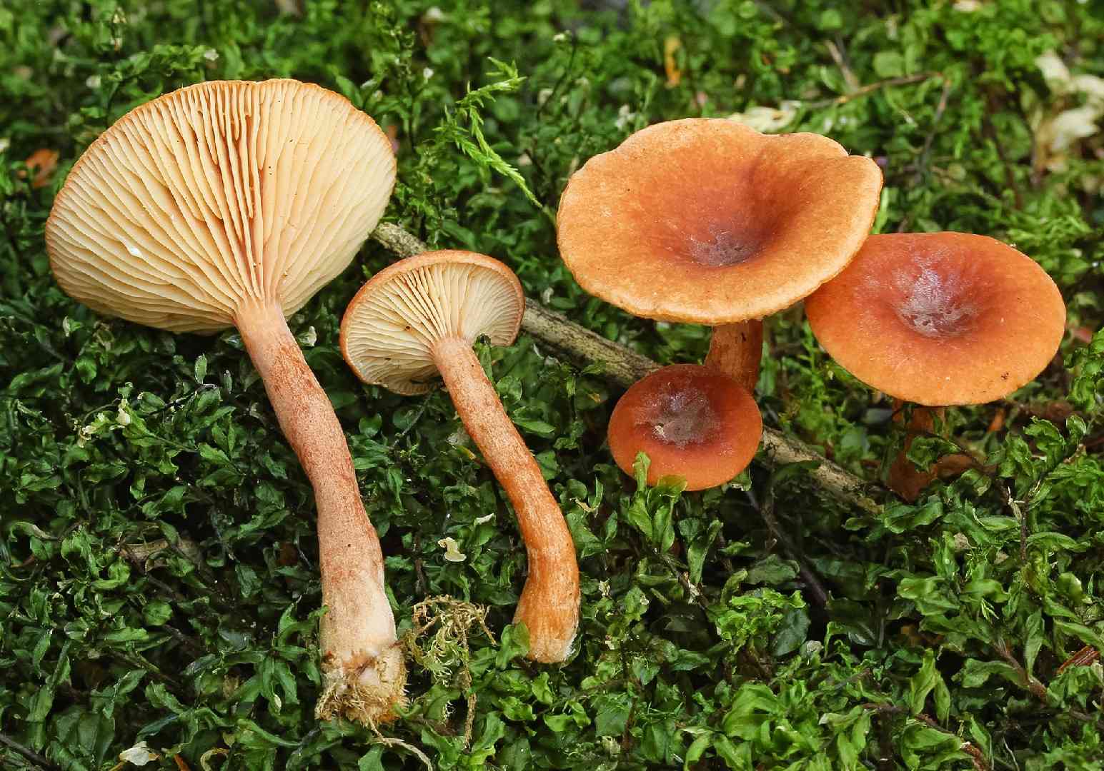 Mild milkcap (Lactarius subdulcis) thumbnail 1