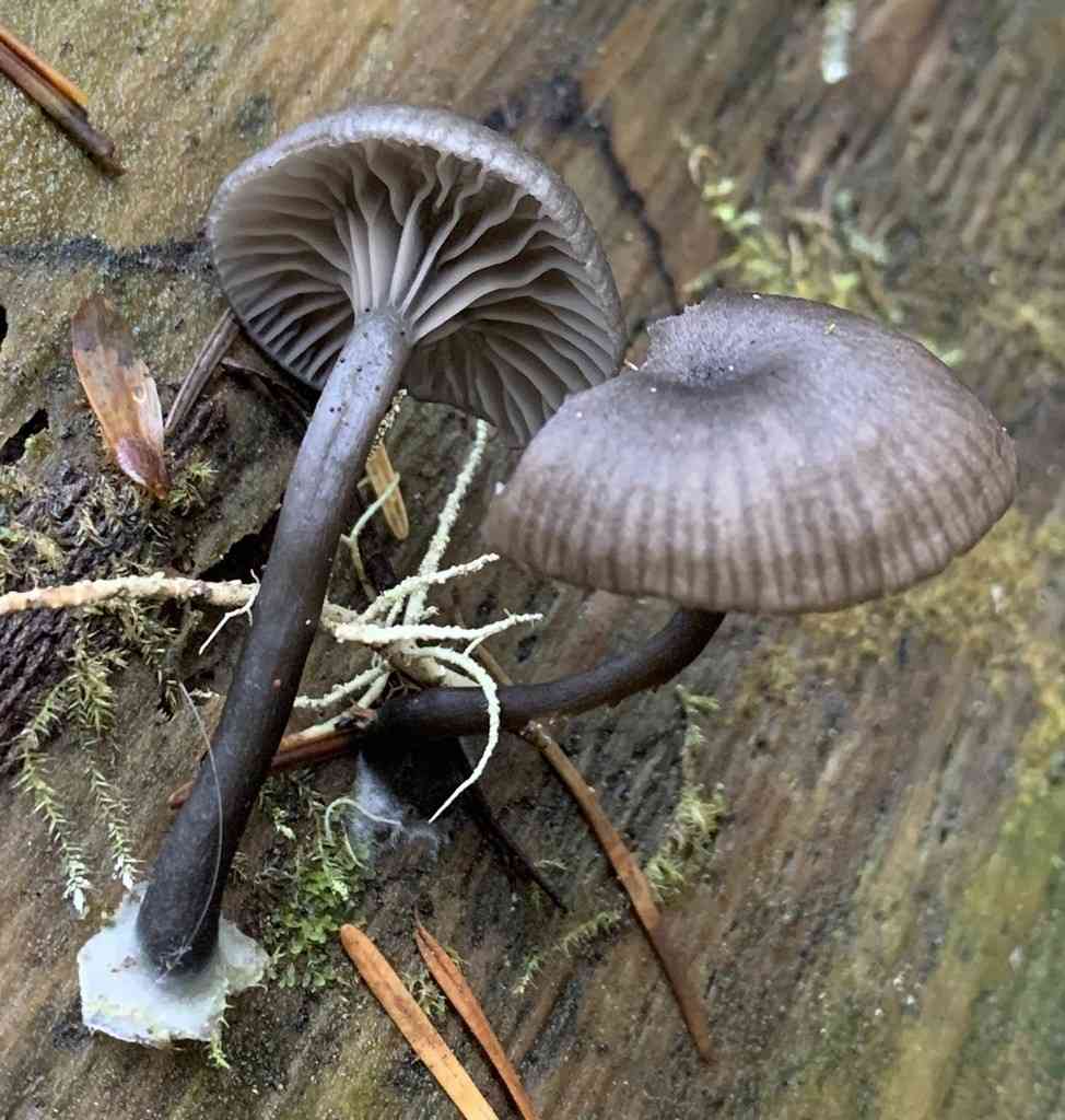 Arrhenia epichysium (Arrhenia epichysium) thumbnail 3
