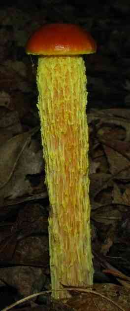 Shaggy-stalked bolete (Heimioporus betula) thumbnail 2