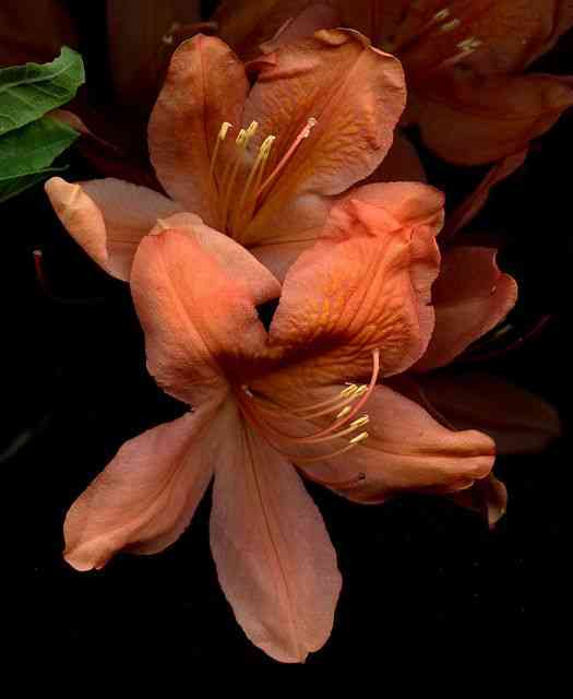 Flame azalea