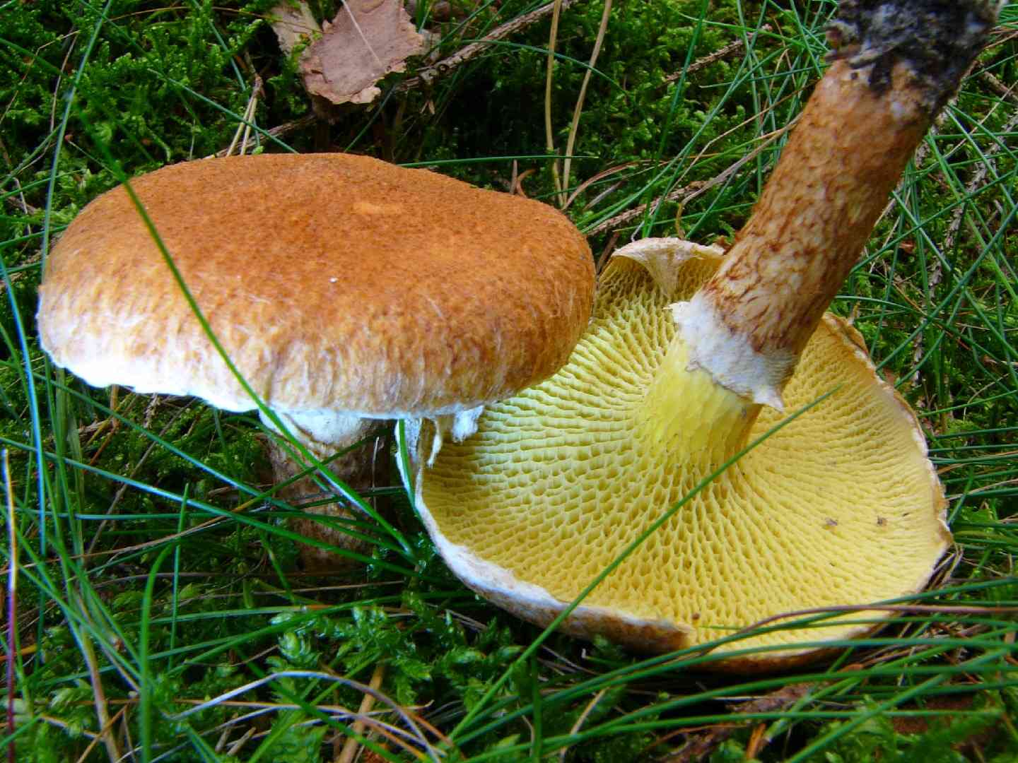 Hollow bolete (Suillus cavipes) thumbnail 3