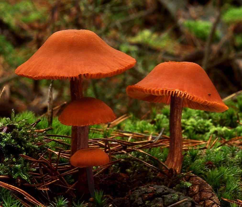Common laccaria