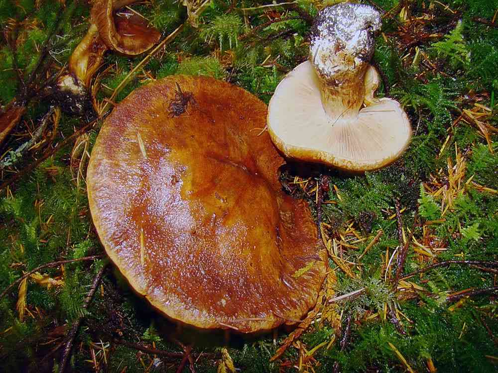 Saffron stainer (Cortinarius olearioides) thumbnail 2