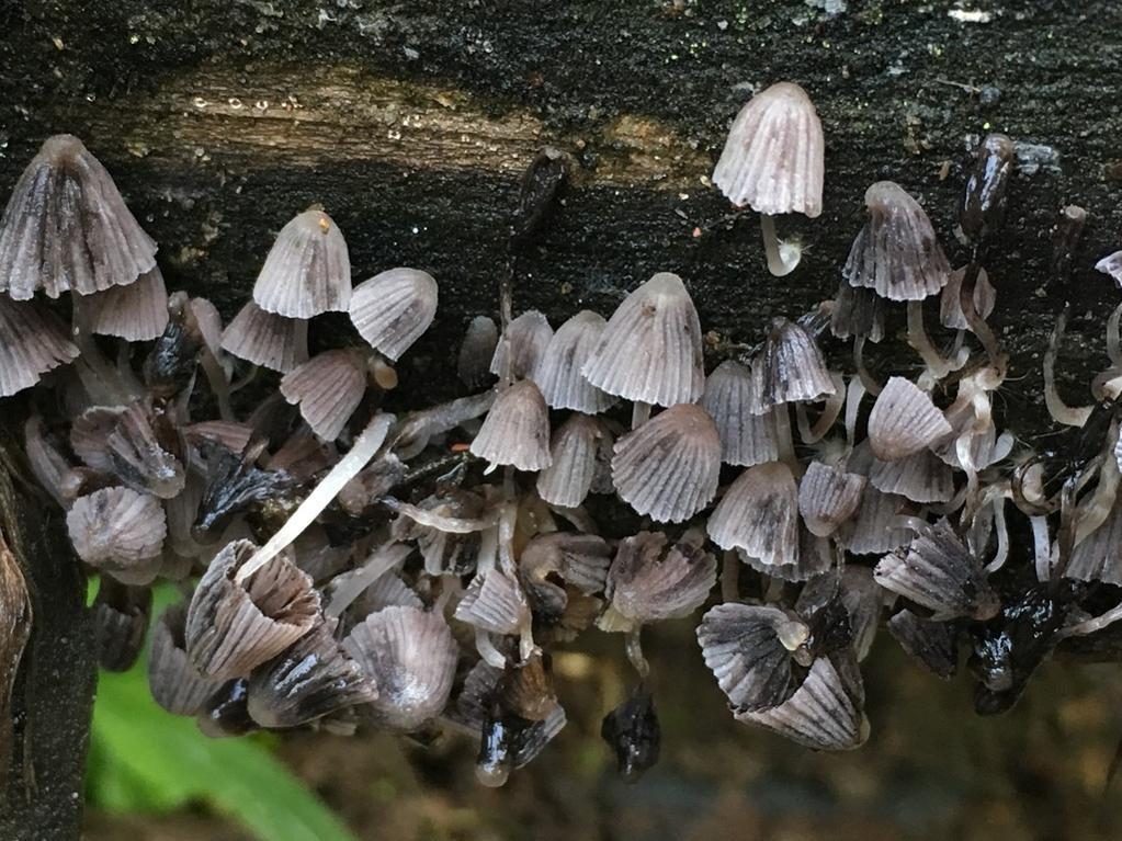 Fairy inkcap thumbnail 3