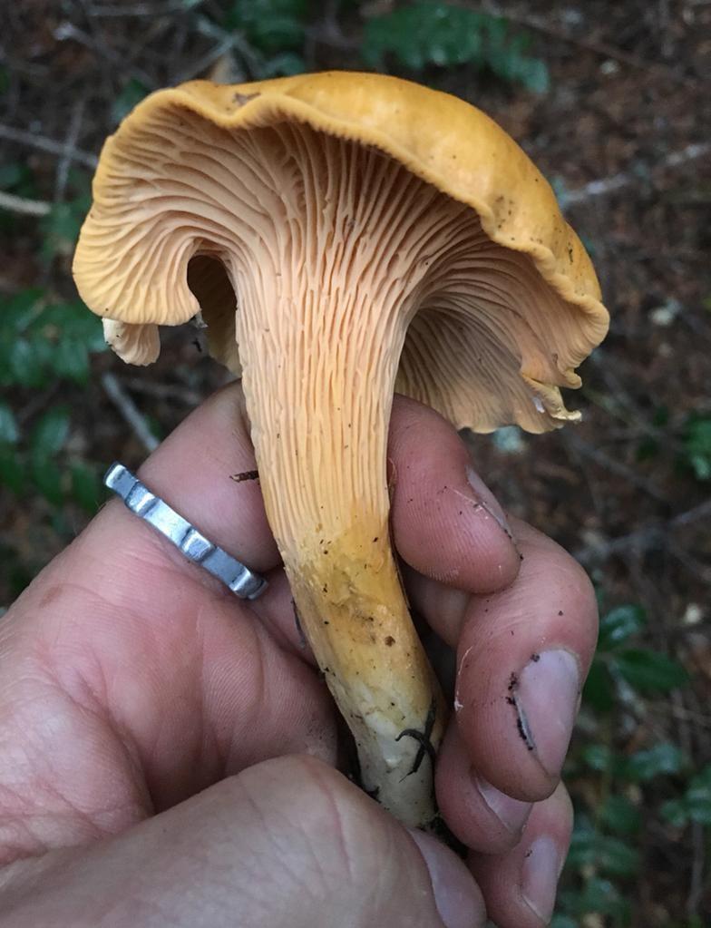 Pacific golden chanterelle thumbnail 3