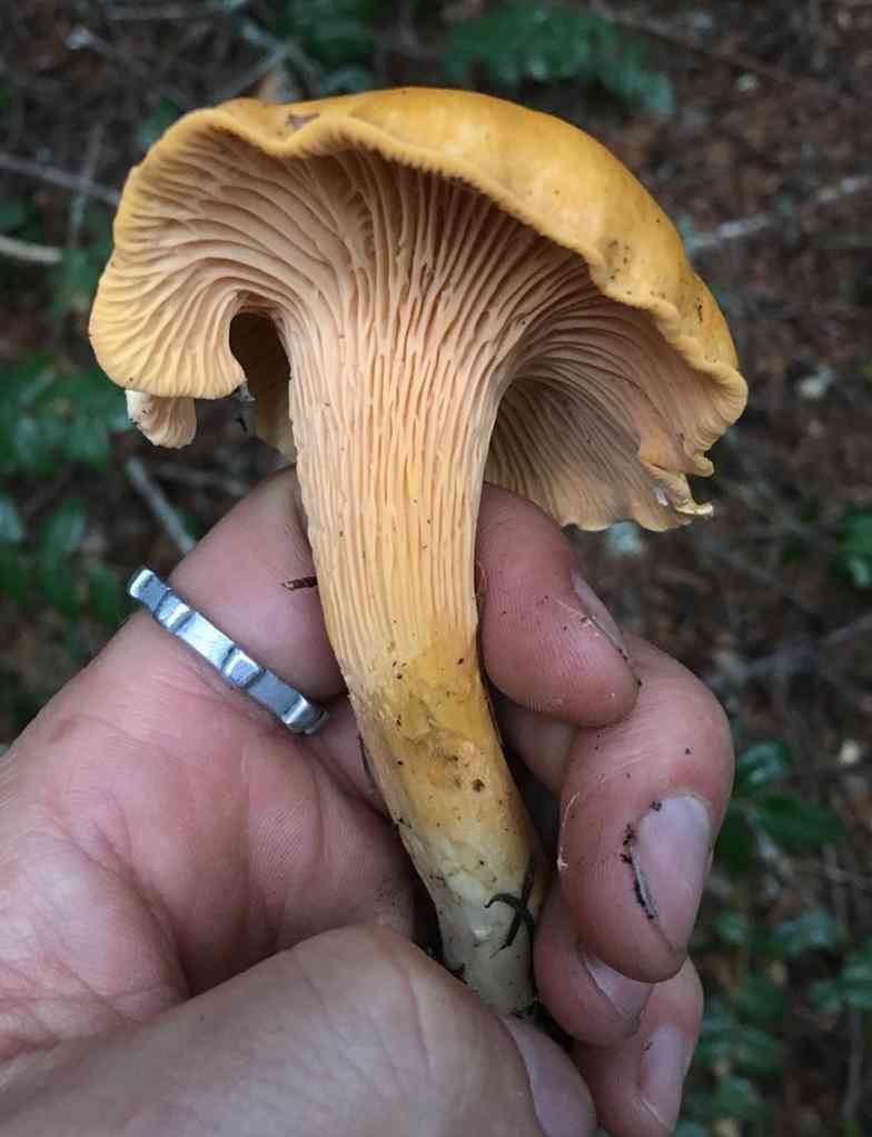 Pacific golden chanterelle (Cantharellus formosus) thumbnail 3
