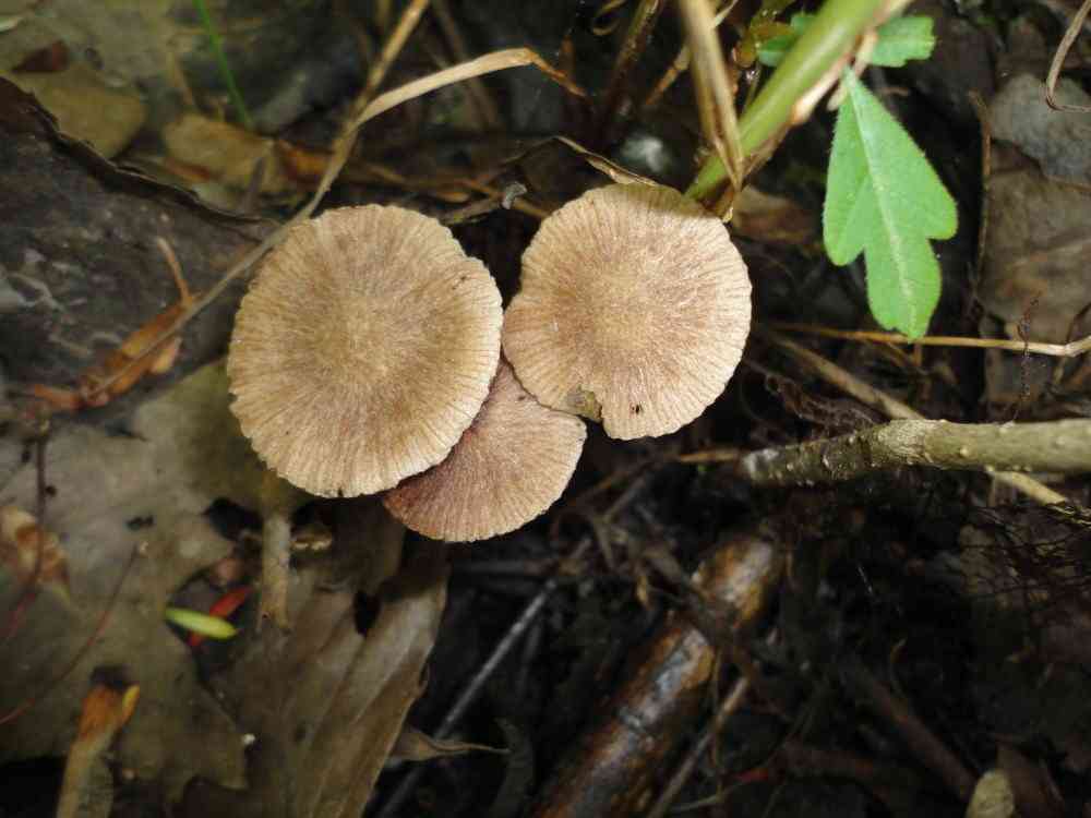 Netted fieldcap (Bolbitius reticulatus) thumbnail 2